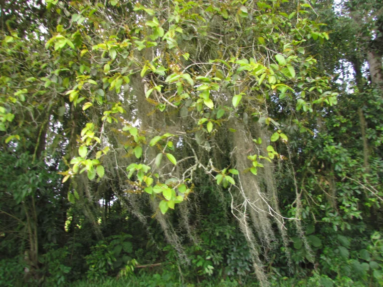 Hirtella hebeclada (2)