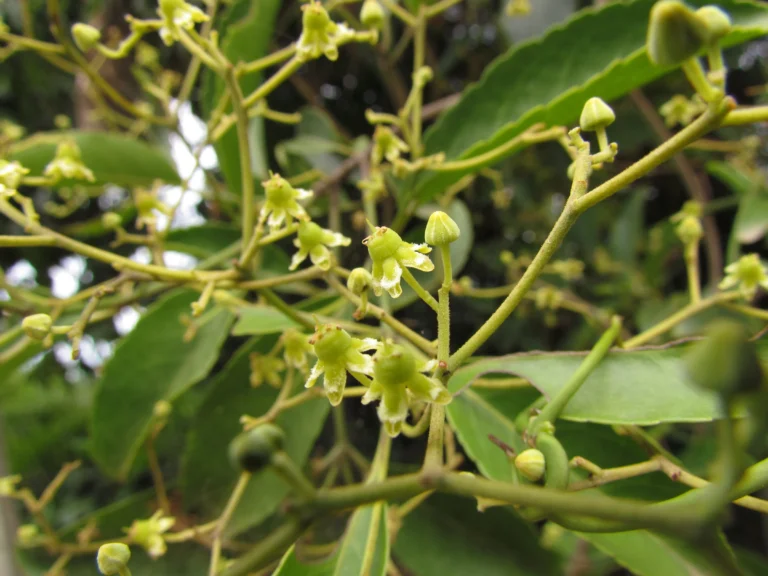 Hippocratea volubilis (12)