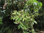 Hippocratea volubilis (2)