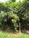 Hippocratea volubilis (1)