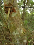 Hedyosmum brasiliense (25)