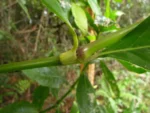 Hedyosmum brasiliense (24)