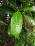 Hedyosmum brasiliense (17)