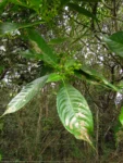 Hedyosmum brasiliense (16)