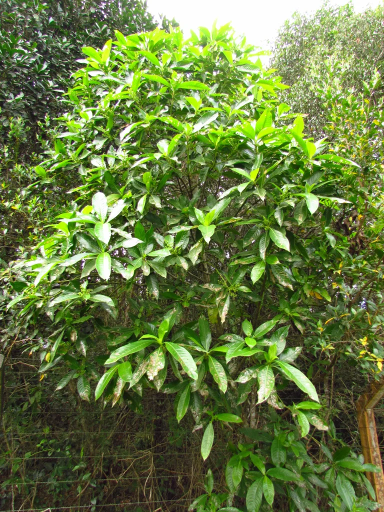 Hedyosmum brasiliense (15)