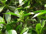 Hedyosmum brasiliense (14)