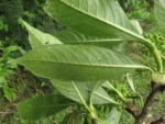 Hedyosmum brasiliense (10)