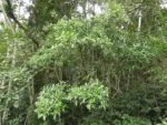 Hedyosmum brasiliense (1)