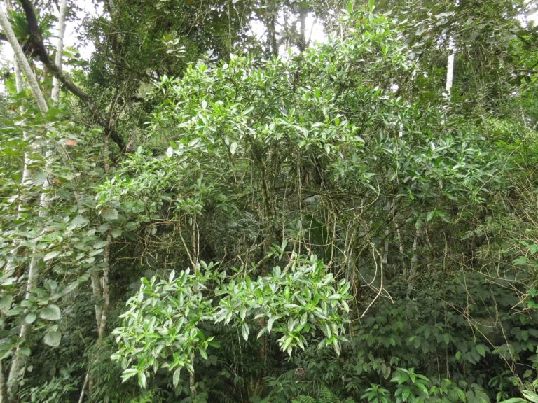 Hedyosmum brasiliense (1)