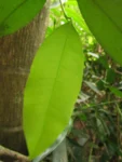 Garcinia gardneriana (28)