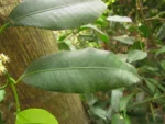 Garcinia gardneriana (26)