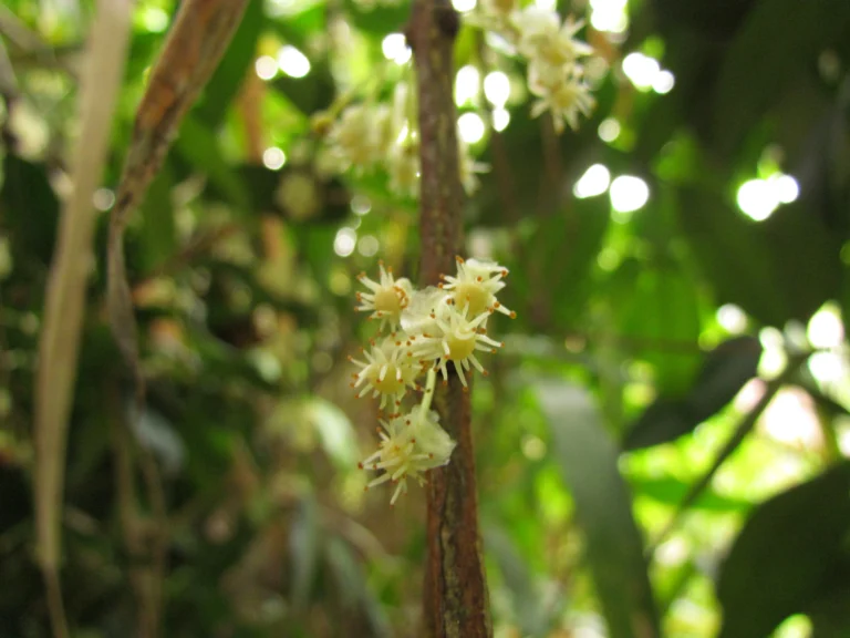 Garcinia gardneriana (23)