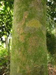Garcinia gardneriana (21)