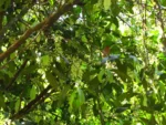 Garcinia gardneriana (3)