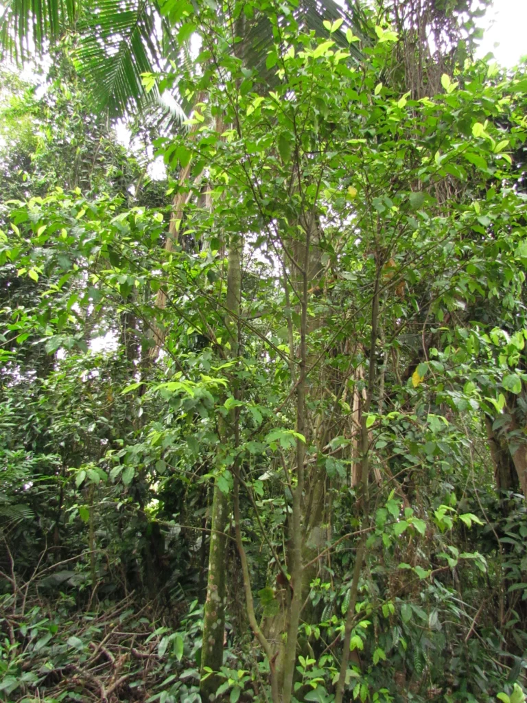 Garcinia gardneriana (2)