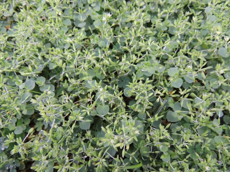 Drymaria cordata (11)