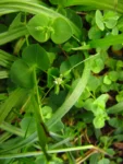 Drymaria cordata (9)
