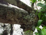 Cynophalla flexuosa (25)