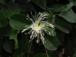 Cynophalla flexuosa (21)