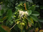 Cynophalla flexuosa (20)