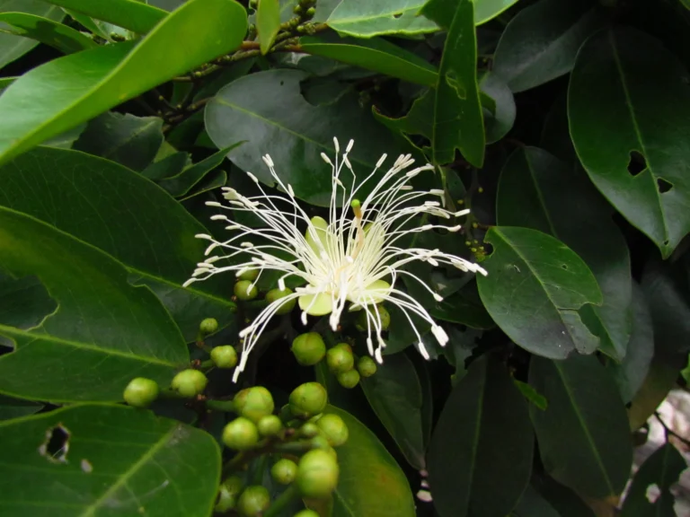 Cynophalla flexuosa (19)