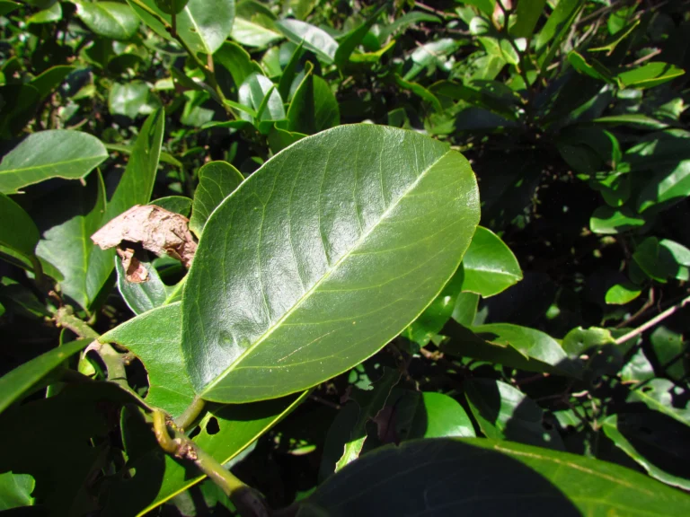Cynophalla flexuosa (17)