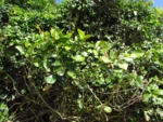 Cynophalla flexuosa (15)