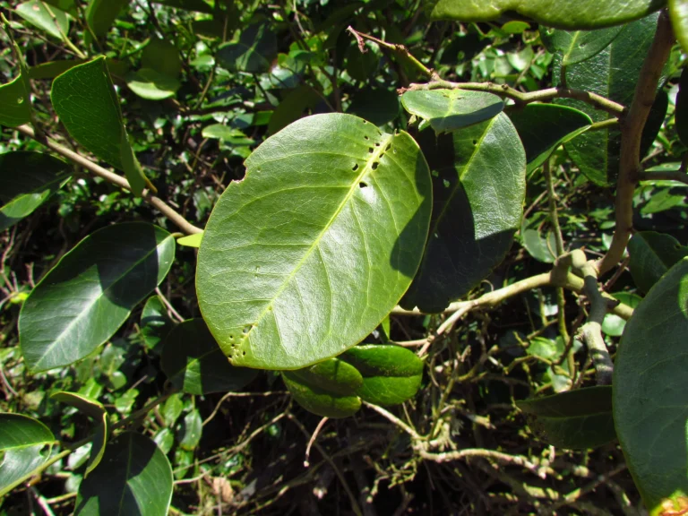 Cynophalla flexuosa (14)