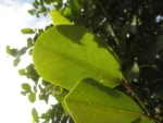 Cynophalla flexuosa (11)