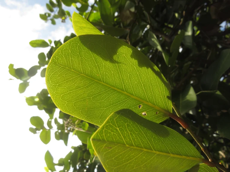Cynophalla flexuosa (11)
