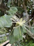 Cynophalla flexuosa (7)