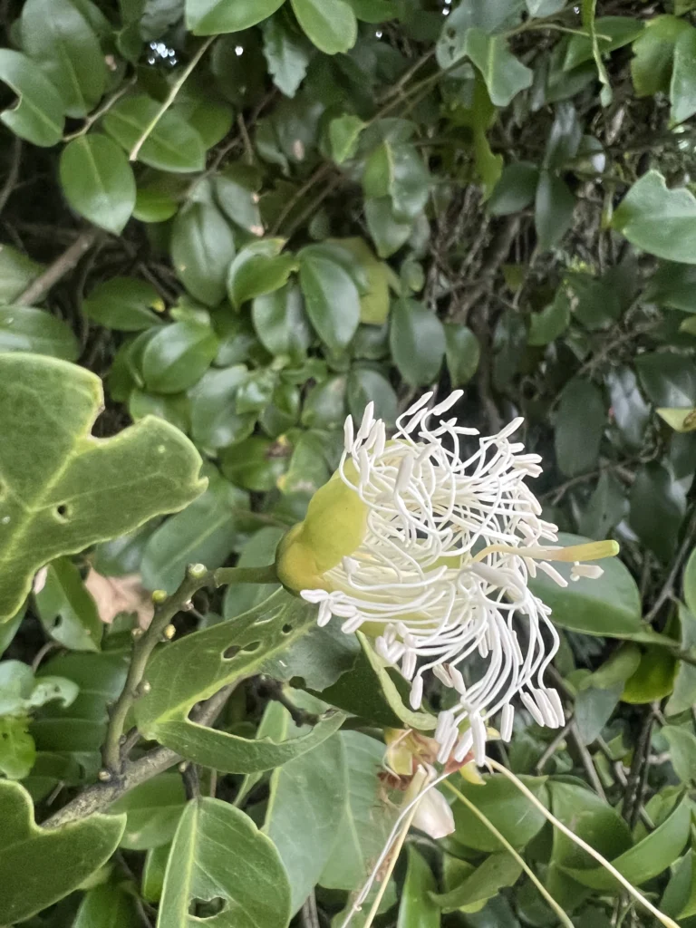 Cynophalla flexuosa (4)