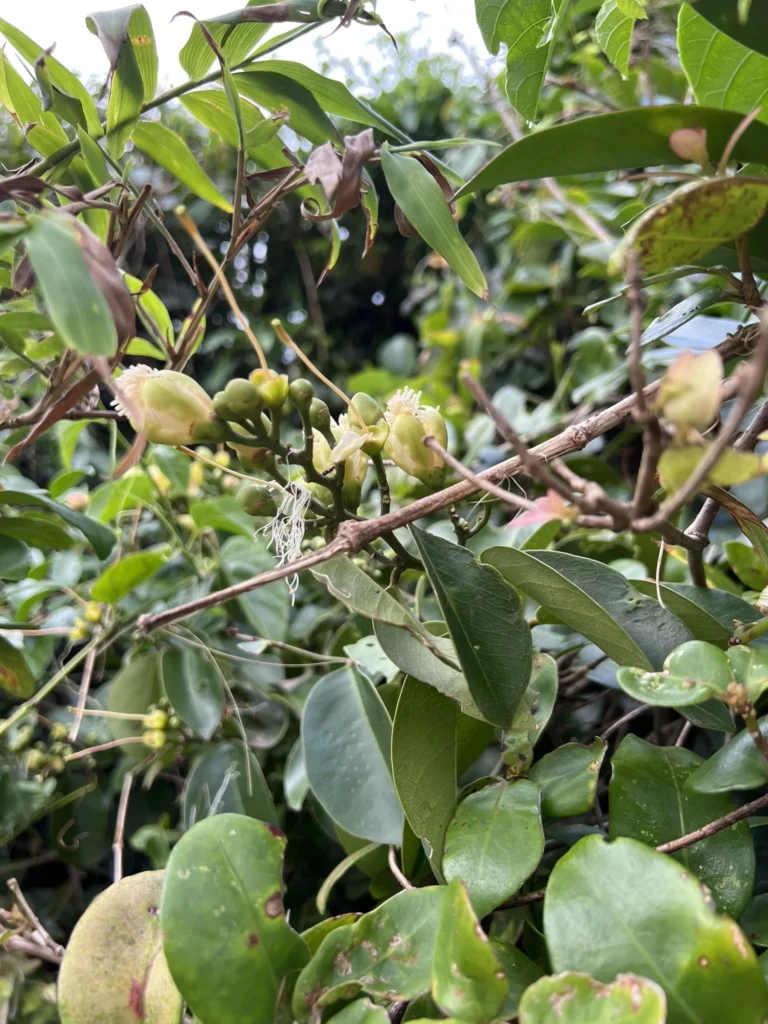 Cynophalla flexuosa (2)