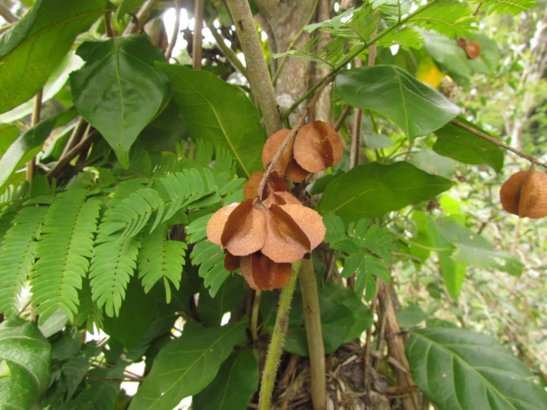 Combretum fruticosum (12)
