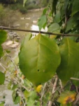 Combretum fruticosum (9)