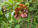 Combretum fruticosum (4)