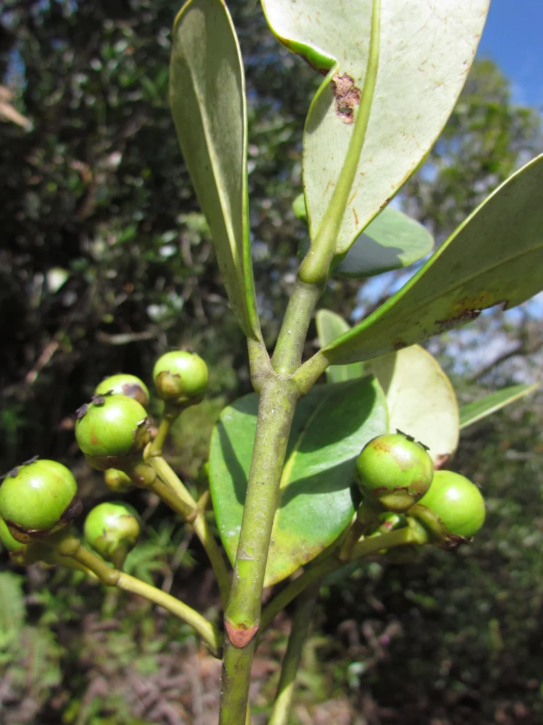Clusia criuva (20)