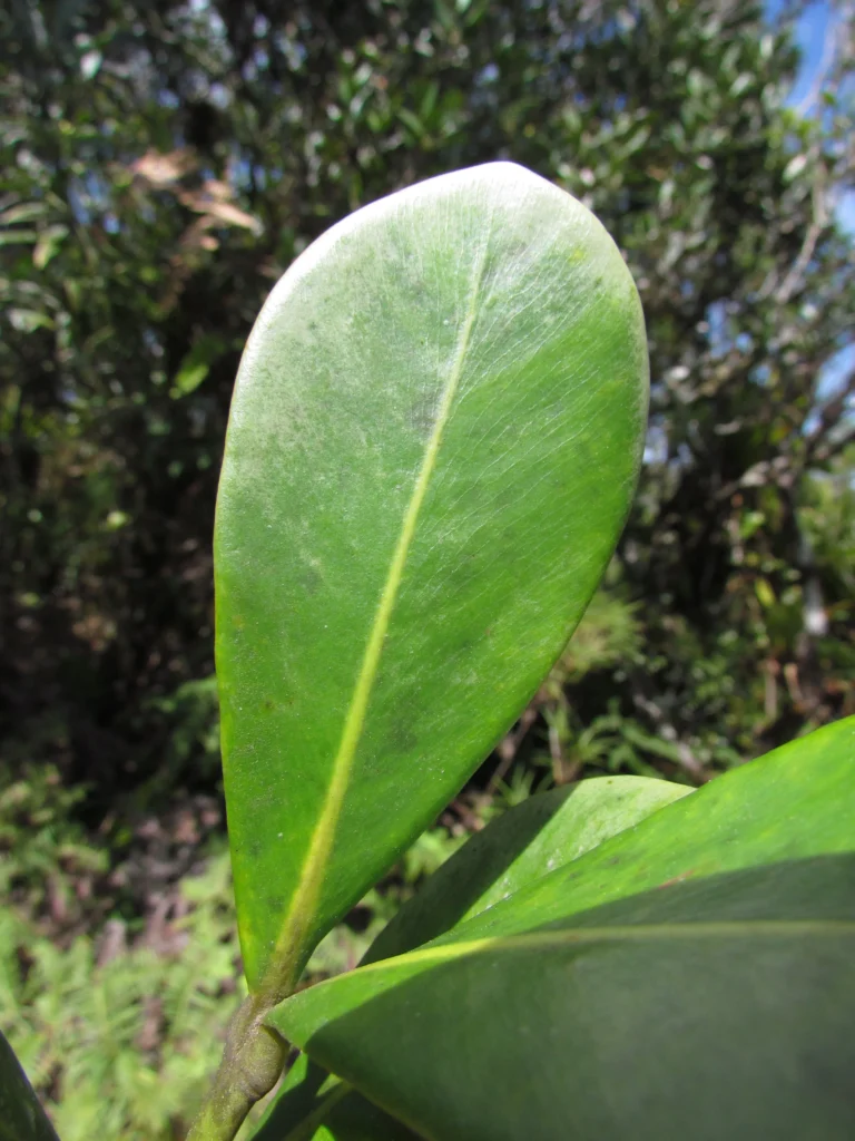 Clusia criuva (19)