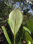 Clusia criuva (18)
