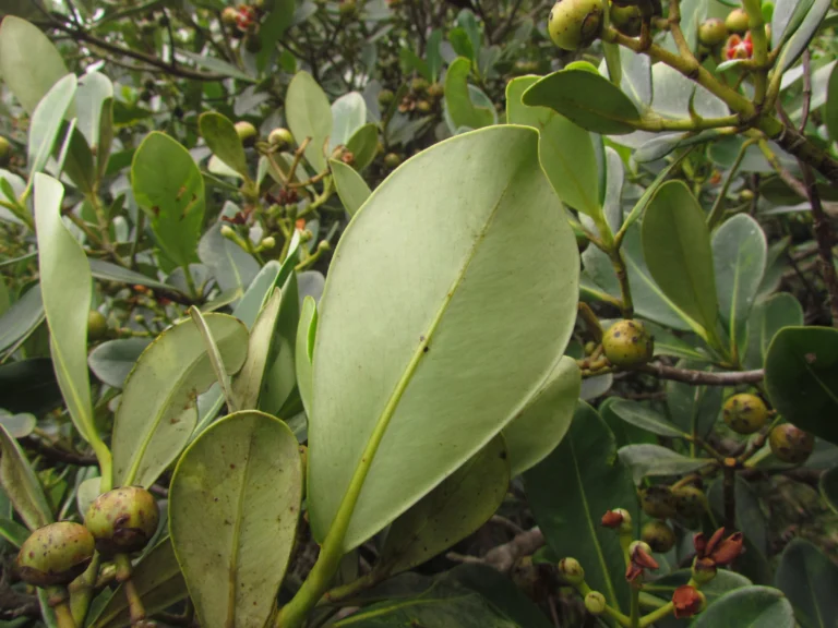 Clusia criuva (7)