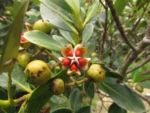 Clusia criuva (4)