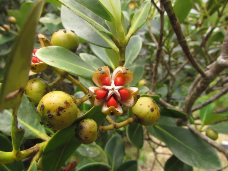 Clusia criuva (4)