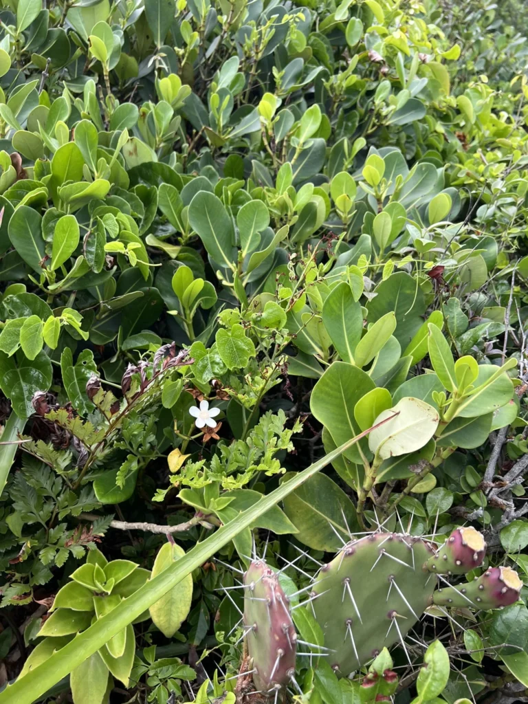 Clusia criuva (4)
