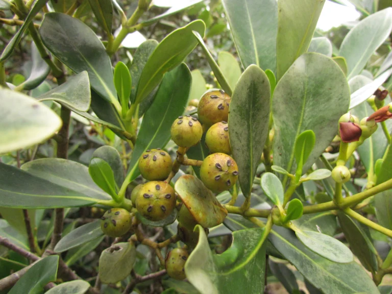 Clusia criuva (3)