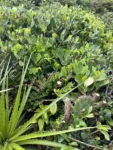 Clusia criuva (1)