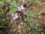 Cleome rosea (31)