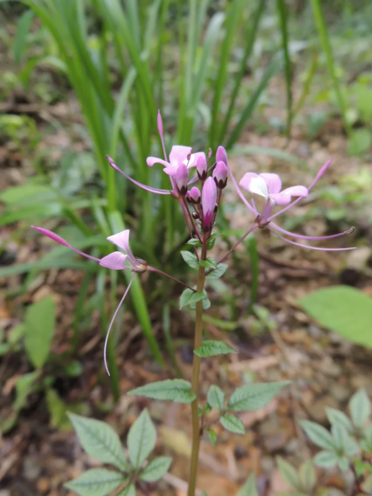 Cleome rosea (27)