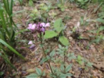 Cleome rosea (23)