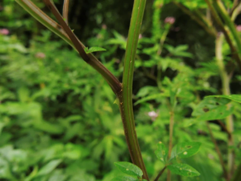 Cleome rosea (7)