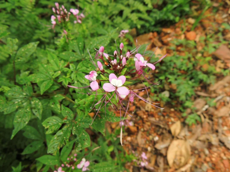 Cleome rosea (5)
